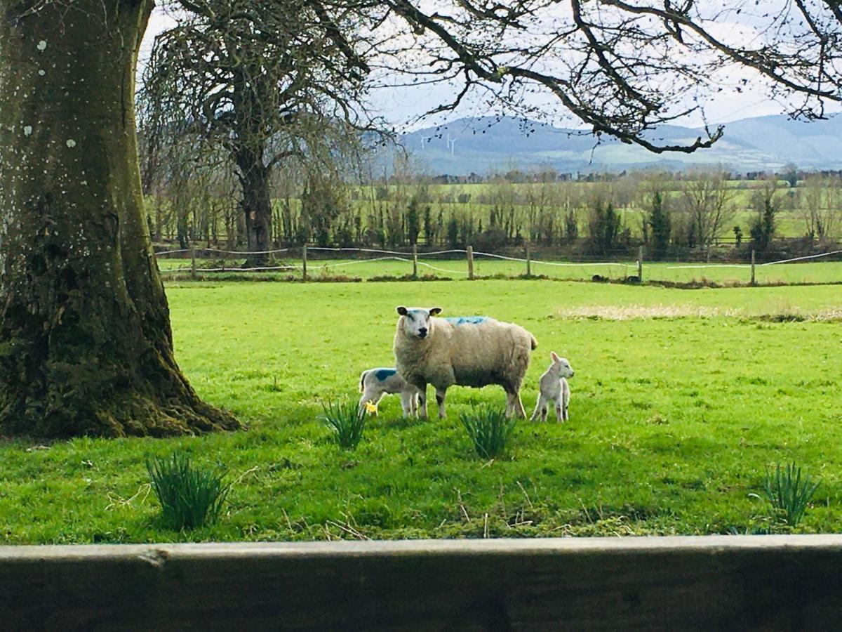 Lissanisky House Bed & Breakfast Ballymackey Bagian luar foto